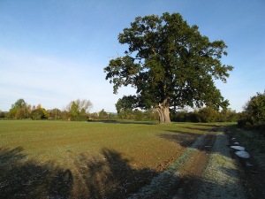 The Eardisland Oak