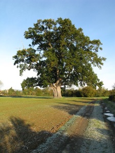 Eardisland Oak